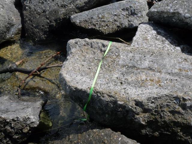 tying a green ribbon around grit