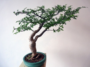 Tom Phardell, Bonsai, 2014